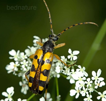 Tesařík ozbrojený-Leptura maculata